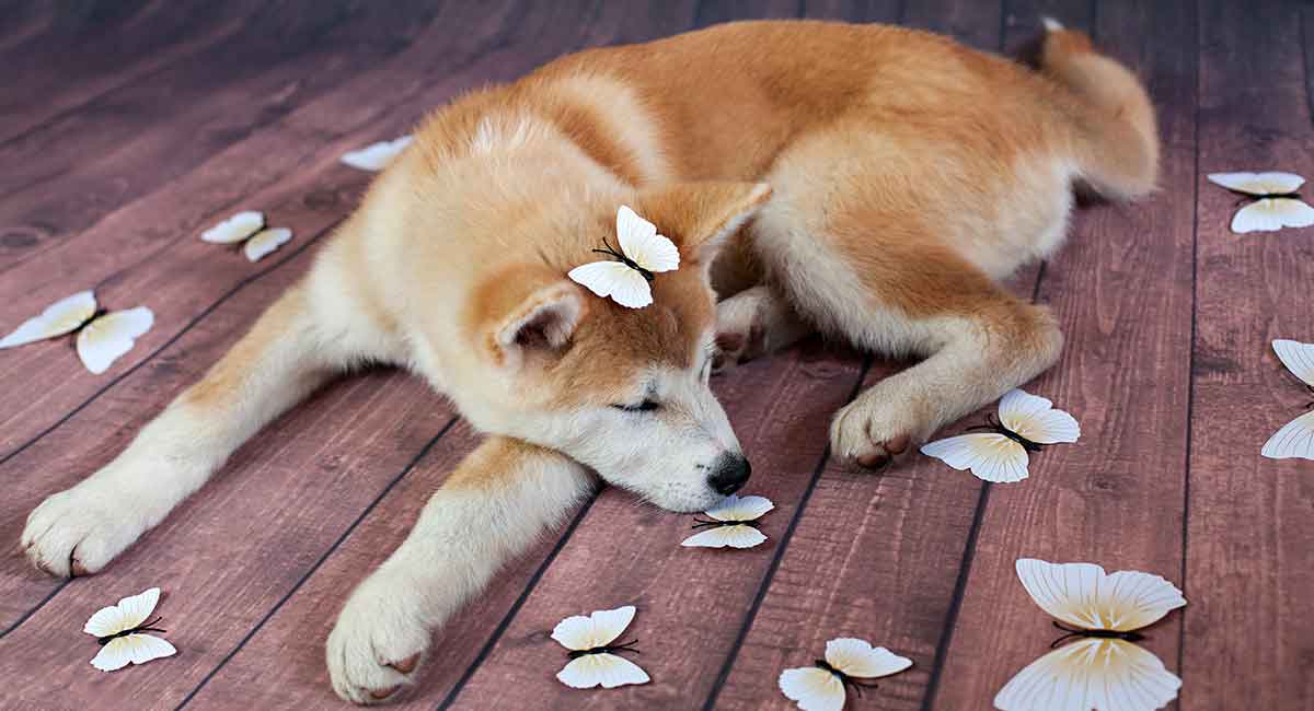 are japanese akitas good family dogs