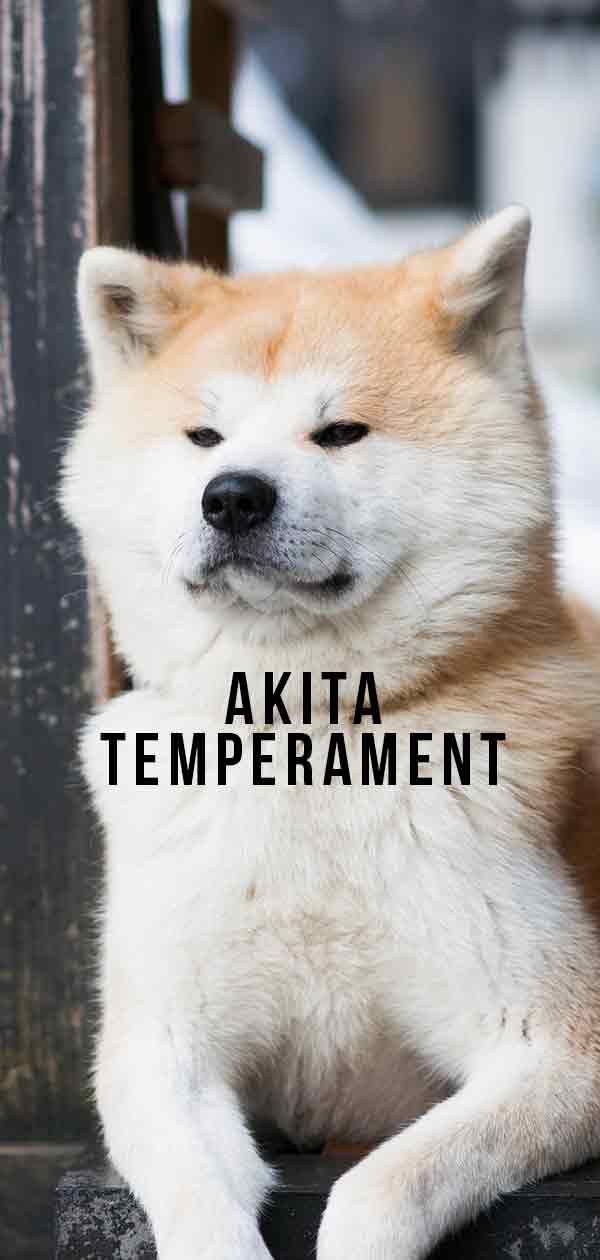 Akita Temperamento