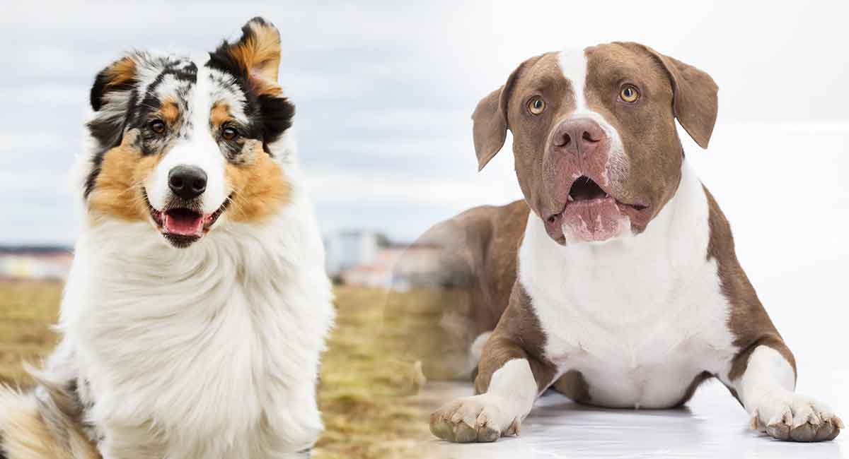 australian shepherd pitbull puppies