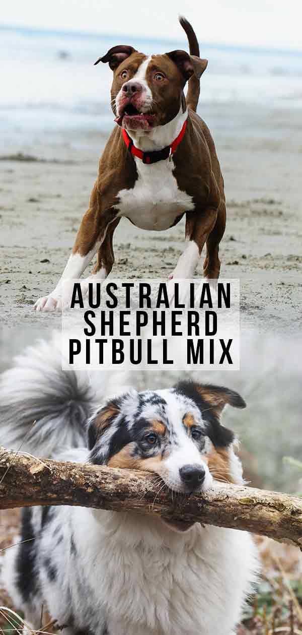 pitbull australian shepherd mix size