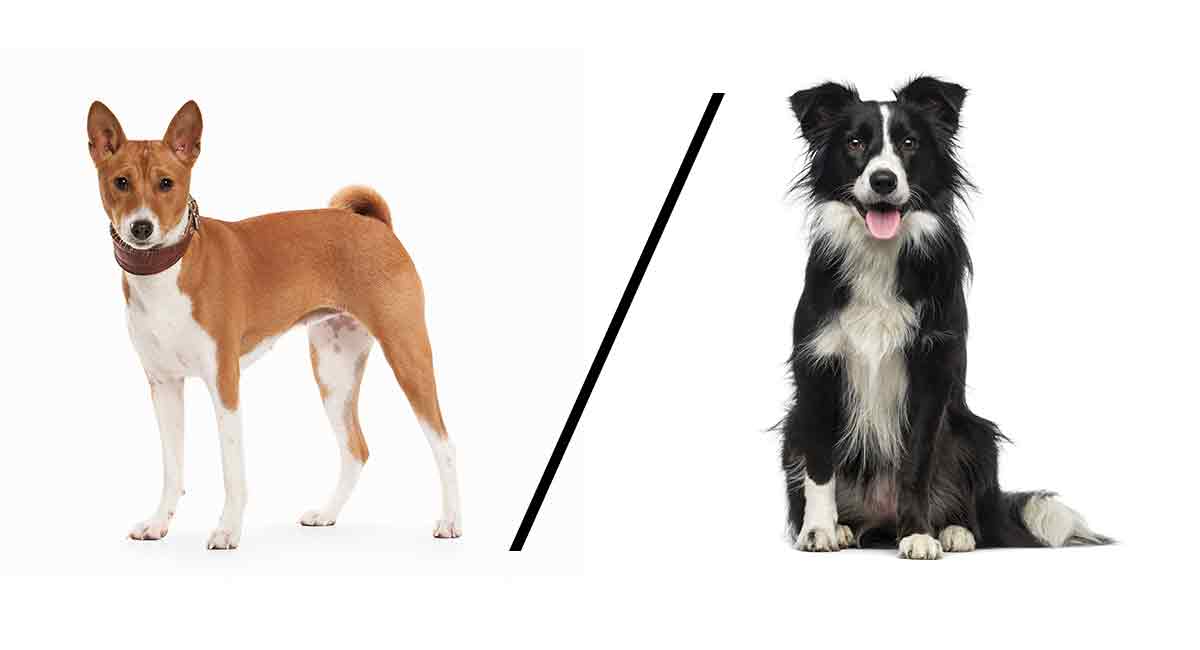 Basenji Mixes Which One Is Right For You