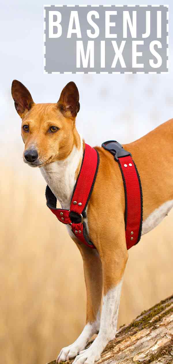 dingo basenji mix