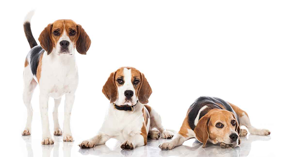 beagle type dogs