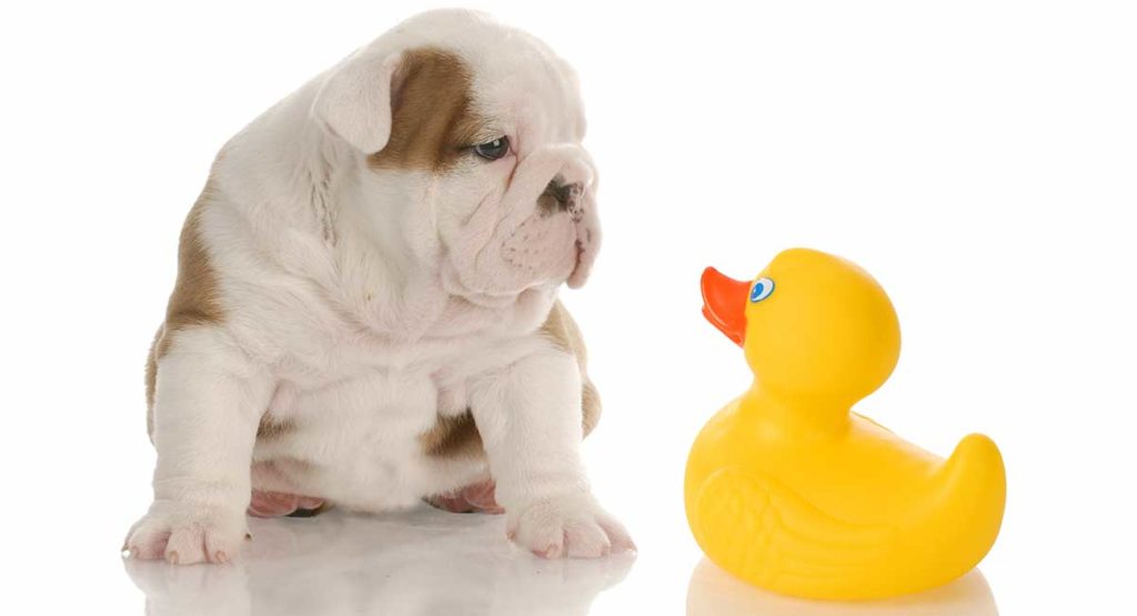 Best Shampoo for Bulldogs