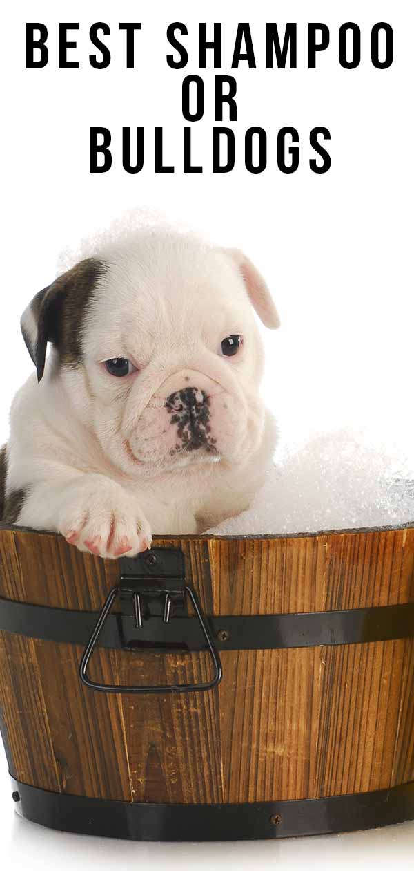 Artikel / seo titel - Beste shampoo voor buldoggen: de beste producten om je bulldog-URL te wassen - beste-shampoo-voor-buldoggen Hoofdzoekwoord - Beste shampoo voor buldoggen Auteur - Madison Guthrie De populaire, speelse Bulldog wordt geleverd met een groot aantal gezondheidsproblemen en winkelbehoeften, zoals de beste shampoo voor Bulldogs. Of deze gezondheids- en cosmetische behoeften nu te wijten zijn aan de strakke, gekrulde staartbont of het platte gezicht van het ras, er zijn een paar dingen die u moet overwegen voordat u een Bulldog in uw leven brengt. In tegenstelling tot zijn gezondheid zijn de verzorgingseisen voor een Bulldog minimaal. Toch moet je de vacht van de Bulldog kennen voordat je hem alleen gaat wassen. Benieuwd naar meer? Blijf dan lezen. Hebben Bulldogs shampoo nodig? Voor het grootste deel hebben alle honden af ​​en toe een goed bad nodig. En met een bad komt shamponeren. De Engelse Bulldog is geen uitzondering. Buldoggen kunnen een bijzonder nieuwsgierig en extravert ras zijn, en ze kunnen gemakkelijk rommelig worden. Hoewel het baden van je Bulldog niet per se een moeilijk proces is, is er wel wat begrip en voorbereiding voor nodig. U moet weten over de unieke vacht en huid van uw Bulldog, toegang hebben tot de juiste producten en voorbereid zijn om een ​​beetje nat te worden tijdens het proces. Laten we het eens hebben over de vacht van uw Bulldog. Welke soorten vacht hebben buldoggen? Buldoggen hebben een korte vacht en veel rimpels. En hoewel een Bulldog die een bad nodig heeft een beetje stinkend kan zijn, is het goede nieuws dat de vacht van je Bulldog eigenlijk meestal voor zichzelf moet zorgen. Engelse buldoggen hoeven niet te worden bijgesneden. Ze hebben eigenlijk maar af en toe een borstel nodig om hun vacht te ontdoen van los vuil of haren. Maar pas op. U wilt uw Bulldog niet te vaak wassen. Laten we eens kijken waarom. Hoe vaak moet u een bulldog met shampoo wassen? Wist je dat je Bulldog van nature genoeg oliën in zijn huid produceert om zijn korte, slanke vacht gezond en levendig te houden tussen zijn af en toe baden door? En hoewel hij af en toe een bad nodig heeft, vooral als hij bijzonder vies wordt, moet je ervoor zorgen dat je hem aan een consistent schema houdt. De meeste professionele trimmers en Bulldog-experts raden aan om een ​​Bulldog eens per maand tot twee maanden te wassen. Als je een Bulldog langer baadt, loop je het risico hem te ontdoen van de natuurlijke oliën die hij in zijn huid aanmaakt en die helpen om zijn vacht en huid zo gezond te houden. Het verwijderen van deze natuurlijke oliën kan resulteren in een droge, jeukende huid en een beschadigde, ongezonde vacht. Met dat gezegd zijnde, is het ook belangrijk om badtijden niet te missen. Als u uw Bulldog niet genoeg wast, kan dit het tegenovergestelde probleem veroorzaken, wat leidt tot overmatige olieophoping en een super stinkende hond. Daarom zijn een consistent badschema en een goede hondenshampoo van hoge kwaliteit zo belangrijk. Samen werken af ​​en toe een bad en een hoogwaardige shampoo samen met de natuurlijke oliën van uw Bulldog om ervoor te zorgen dat zijn vacht gezond blijft terwijl vuil, vuil en andere onzuiverheden worden verwijderd zonder de pH-balans van uw Bulldog te veranderen. Laten we nu de beste shampoos voor een bulldog bespreken. Beste shampoos voor Bulldogs Zoals we hierboven vermeldden, produceert uw Bulldog natuurlijke oliën op zijn huid die helpen om zijn huid en vacht gehydrateerd en gezond te houden. De beste soorten hondenshampoos voor een Bulldog gaan werken met deze natuurlijke oliën om de vacht en huid van je Bulldog te verbeteren, terwijl hij fris ruikt en zijn huid goed en gehydrateerd aanvoelt. Een van onze favoriete shampoos voor een Bulldog is de K9 Pro Aloe & Oatmeal Cucumber Melon Shampoo. Dit product zit vol geweldige dingen voor de vacht van je Bulldog, waaronder havermout om een ​​droge of geïrriteerde huid te helpen verlichten. Het is ook hypoallergeen, wat betekent dat het geweldig is voor Bulldogs met een gevoelige huid of allergieën. Het beste van alles is dat dit product traningsvrij is, zodat je lieve Bulldog niet met prikkende ogen door zijn bad hoeft te gaan. Een ander shampoproduct waar we dol op zijn voor Bulldogs is de Bodhi Dog Oatmeal Shampoo with Baking Soda. Ja, het is waar dat we dol zijn op het havermoutingrediënt in deze shampoo, omdat het helpt om de vacht en huid van je Bulldog gehydrateerd te houden, maar ons favoriete ding over dit product is de baking soda. Dit is een uitstekend product voor honden met een gevoelige huid of huidallergieën, aangezien het zuiveringszout helpt om jeuk te verlichten en tegelijkertijd als een natuurlijke deodorant werkt. Bodhi Dog Oatmeal Shampoo zit ook boordevol natuurlijke ingrediënten zoals Aloë om de huid van je Bulldog te kalmeren en te hydrateren, en hem tegelijkertijd te beschermen tegen toevoegingen zoals agressieve chemicaliën, kleurstoffen en alcohol. Niet verkocht? Kijk dan eens naar Rocco & Roxie Dog Shampoos for All Dogs. Nogmaals, dit is een ander merk waar we dol op zijn voor Bulldogs, omdat het geweldig is voor de gevoelige huid en boordevol natuurlijke ingrediënten zoals havermout en arganolie. Deze shampoo is niet alleen reinigend maar ook conditionerend, waardoor je Bulldog schoon en fris ruikt, terwijl hij ook zijn huidcellen versterkt en regenereert met kamille. Als u op zoek bent naar een shampoo voor diergeneeskundig gebruik, raden we u aan SynergyLabs Veterinary Formula Clinical Care Oatmeal and Tea Tree Oil Infuser Shampoo voor honden te bekijken. Dit is een geweldige optie als uw Bulldog huidproblemen of huidirritaties heeft als gevolg van schimmelinfecties. Deze shampoo is superzacht en maakt gebruik van havermout- en tea tree-oliën om huidproblemen die vaak voorkomen bij Bulldogs op natuurlijke wijze te kalmeren en te verlichten. Het is ook hydraterend en speciaal ontwikkeld voor honden, wat betekent dat het niet alleen effectief maar ook veilig is. Een andere shampoo voor Bulldogs die vol zit met al onze favoriete ingrediënten is Mika Pets Natural Hypoallergenic Oatmeal Dog Shampoo. Zoals een aantal van onze favoriete producten hierboven vermeld, zit deze hondenshampoo vol met natuurlijke ingrediënten zoals havermout voor de gevoelige huid en is geweldig voor de Bulldog in je leven die last heeft van roos. Dit product helpt niet alleen bij het deodoriseren van die stinkende Bulldog die een bad nodig heeft, maar het kalmeert, reinigt en laat zijn droge, jeukende huid zacht en gehydrateerd aanvoelen. Hoe u een Bulldog kunt shamponeren Nu we enkele van onze favoriete shampoos voor Bulldogs hebben besproken, gaan we kijken hoe u uw Bulldog het beste kunt shamponeren. Hoewel sommige Bulldog-eigenaren ervoor kiezen om naar een fokker te gaan voor het maandelijkse bad van hun Bulldog, moet u weten dat het niet erg is om uw Bulldog thuis in de badkuip te wassen. Zorg er eerst voor dat u uw Bulldog met de juiste hondenborstel borstelt om losse haren, vuil of overtollig vuil te verwijderen. Maak dan zijn bad klaar. Vul je badkuip met een paar centimeter lauw of warm water en zorg ervoor dat je alle producten die je nodig hebt voor het bad binnen handbereik hebt, zodat je je Bulldog nooit alleen in bad hoeft te laten. Voordat u uw Bulldog afspoelt, raden sommige experts aan om voorzichtig wattenbolletjes in de oren van uw Bulldog te doen. Dit helpt om ervoor te zorgen dat er geen overtollig water in de gehoorgang van uw Bulldogs komt, wat mogelijk kan leiden tot pijnlijke oorontstekingen. Als je Bulldog klaar is, spoel hem dan grondig af met schoon water voordat je hem inzoomt met een ruime hoeveelheid van de hoogwaardige hondenshampoo van jouw keuze. Zorg ervoor dat u hem voorzichtig schrobt en zorg ervoor dat er geen water of schuim in zijn oren en ogen komt. Voor zijn beroemde rimpels raden trimmers aan om een ​​schoon, nat doekje of een watje met peroxide te nemen om tussen de plooien te reinigen. Wees natuurlijk uiterst voorzichtig dat er geen peroxide in de ogen van uw Bulldog komt. Als je klaar bent met het inzepen van je Bulldog met shampoo, kun je hem gaan spoelen. Spoelen is een van de belangrijkste onderdelen van het wassen van uw Bulldog, omdat het achterlaten van overtollige shampoo-resten op zijn vacht tot huidirritatie kan leiden. Als u klaar bent met shamponeren, kunt u een conditioner naar keuze gebruiken. Spoel uw Bulldog nogmaals grondig af voordat u de wattenbolletjes uit zijn oren haalt en droog hem voorzichtig af met een schone handdoek. Bulldog Shampooing Video Bent u nog op zoek naar meer informatie over hoe u een Bulldog het beste kunt shamponeren? Super goed. We hebben de perfecte video voor je gevonden. Klik hier om een ​​video te bekijken van een Bulldog die in bad gaat. Beste shampoo voor Bulldogs Zoals we hebben geleerd, hebben Bulldog