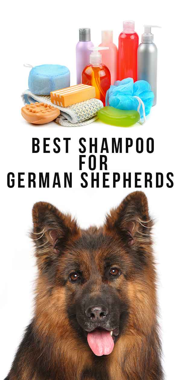 best-shampoo-for-german-shepherds-keep-your-looking-their-best