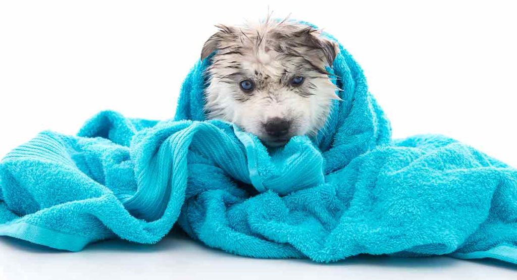 Best Shampoo For Huskies Keep Them Looking Their Glorious Best