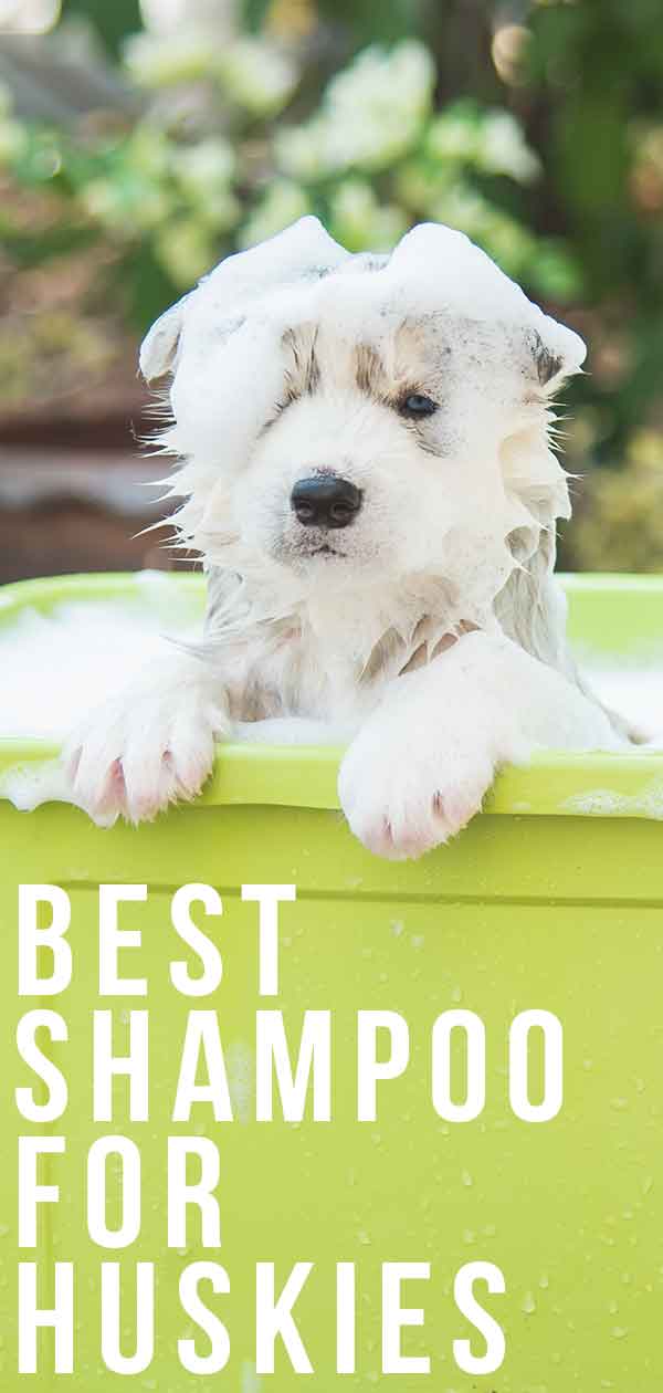 best dog shampoo for huskies