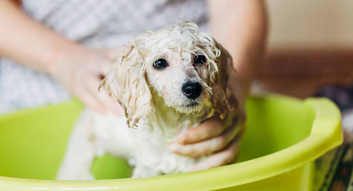 best poodle conditioner