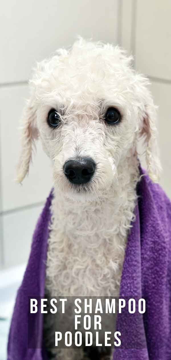 Best Shampoo for Poodles Our Favorite Shampoos for Your Curly Friend