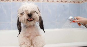 best shampoo for shih tzus