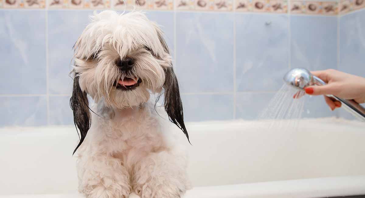 best dog shampoo for shih tzu