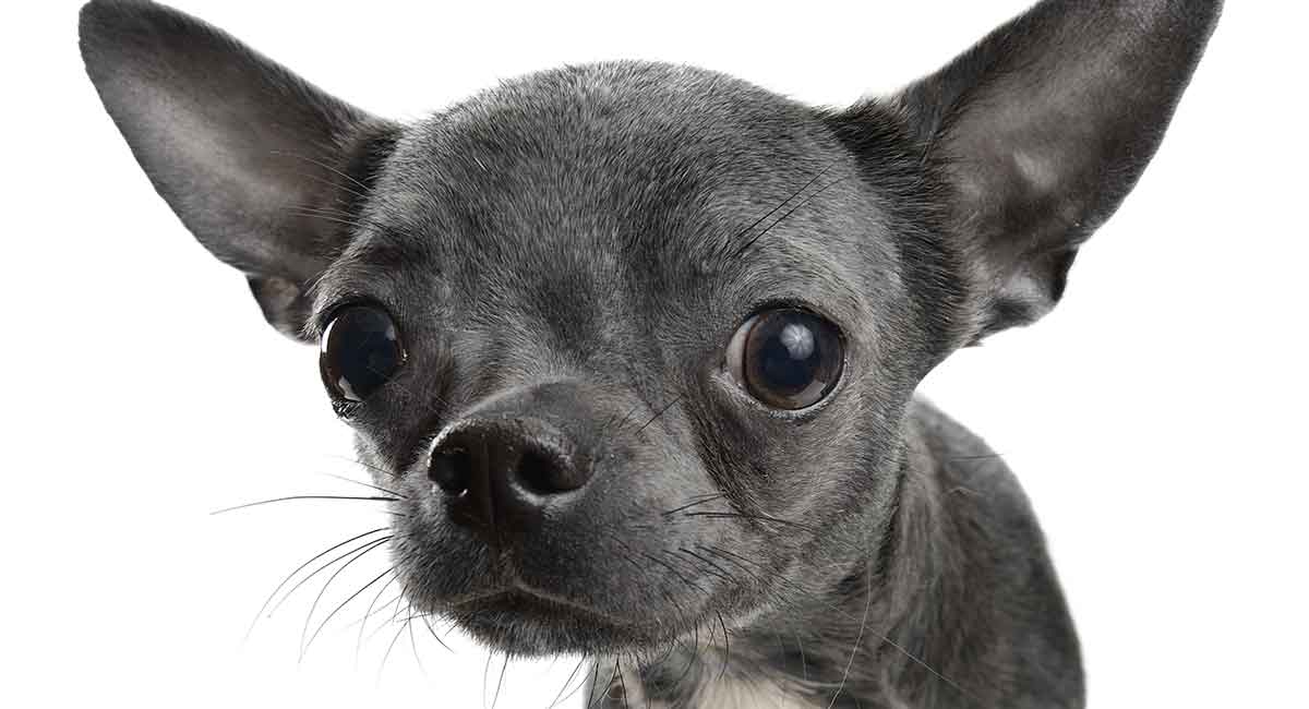 black smooth coat chihuahua