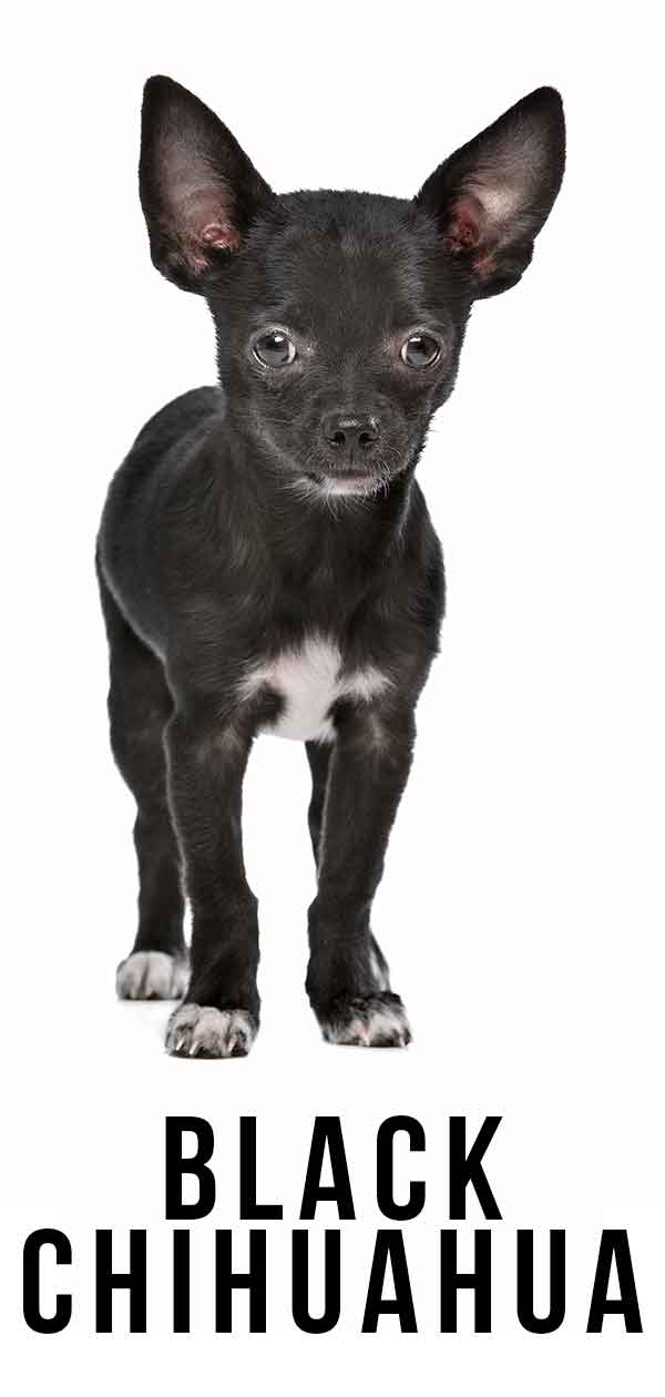 are black chihuahuas rare