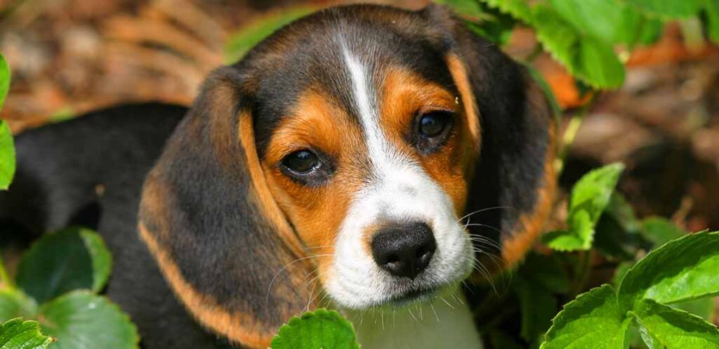 black and brown beagle puppies