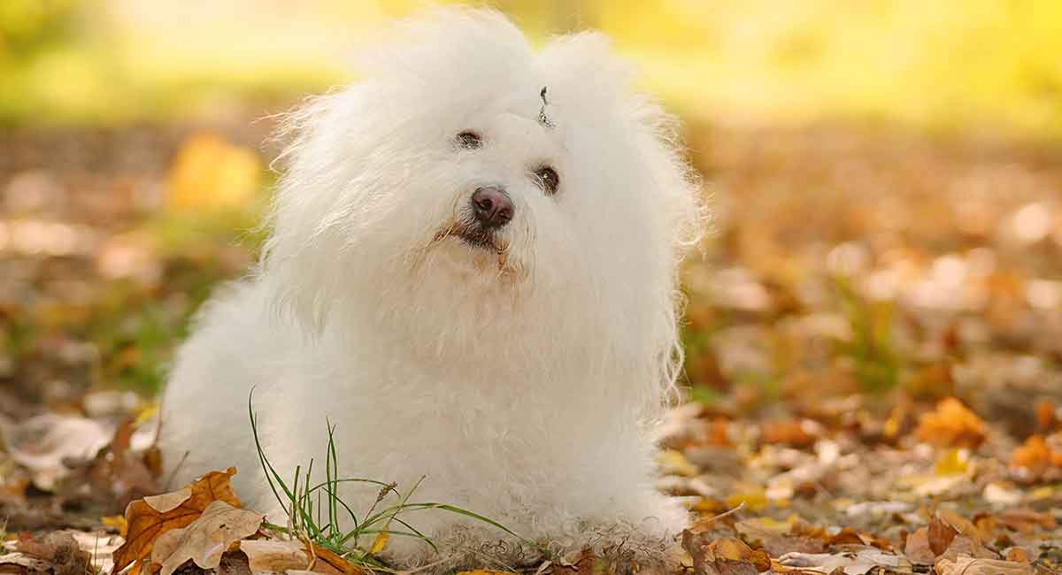 bolognese dog puppy