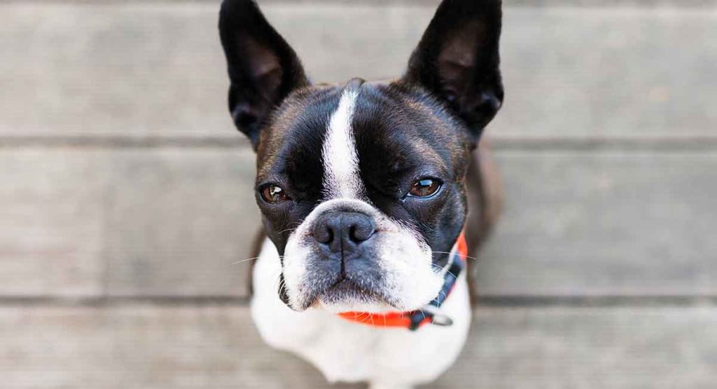 boston terrier