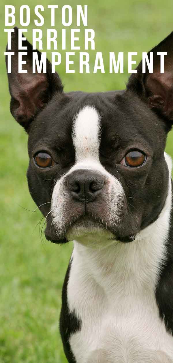 Boston Terrier Temperament What Will Your Dog’s