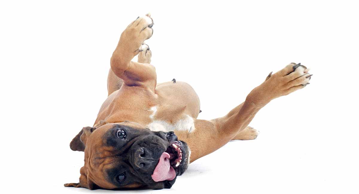 are boxers used in dog fighting