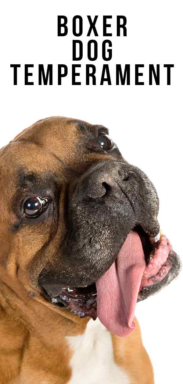 female boxer dog temperament