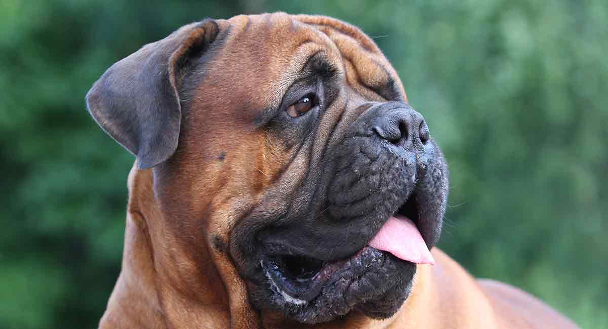 Bullmastiff Temperament – Suitable for 