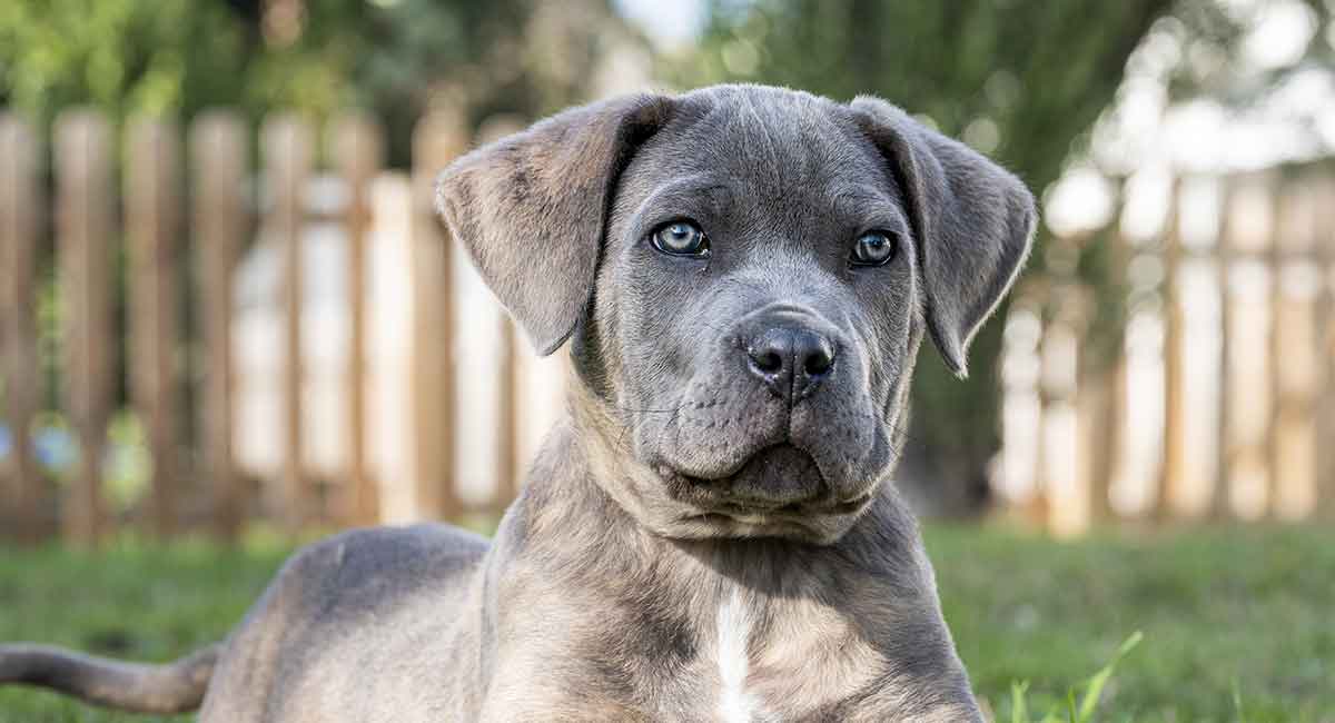 what are cane corso puppies