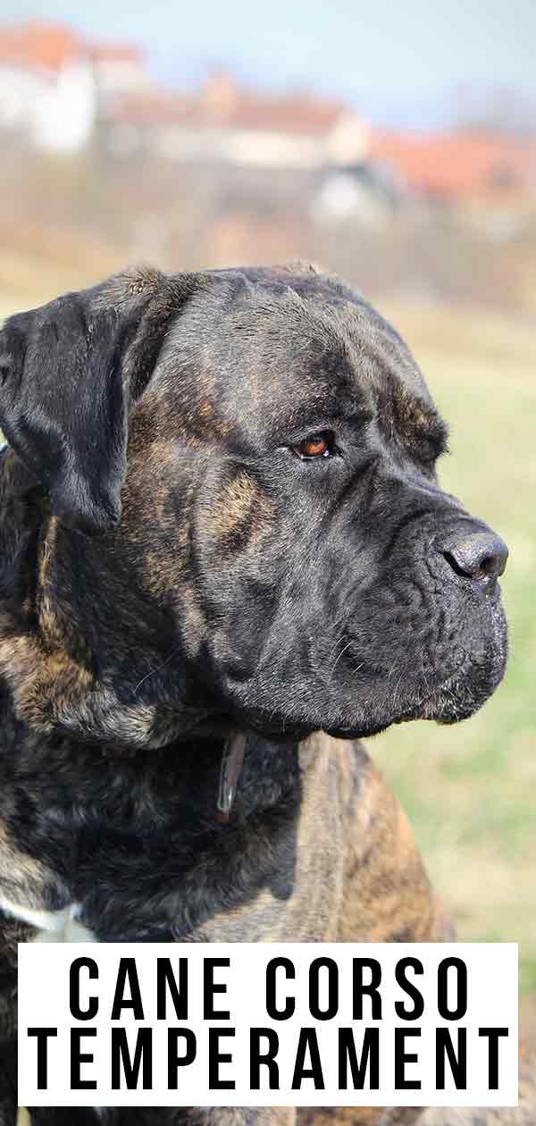 is cane corso a good family dog