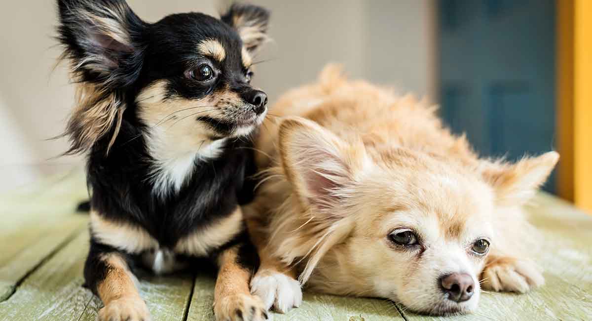 different colored chihuahuas