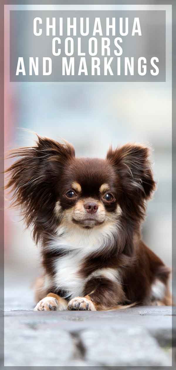 Find Out More About Chihuahua Colors and Markings