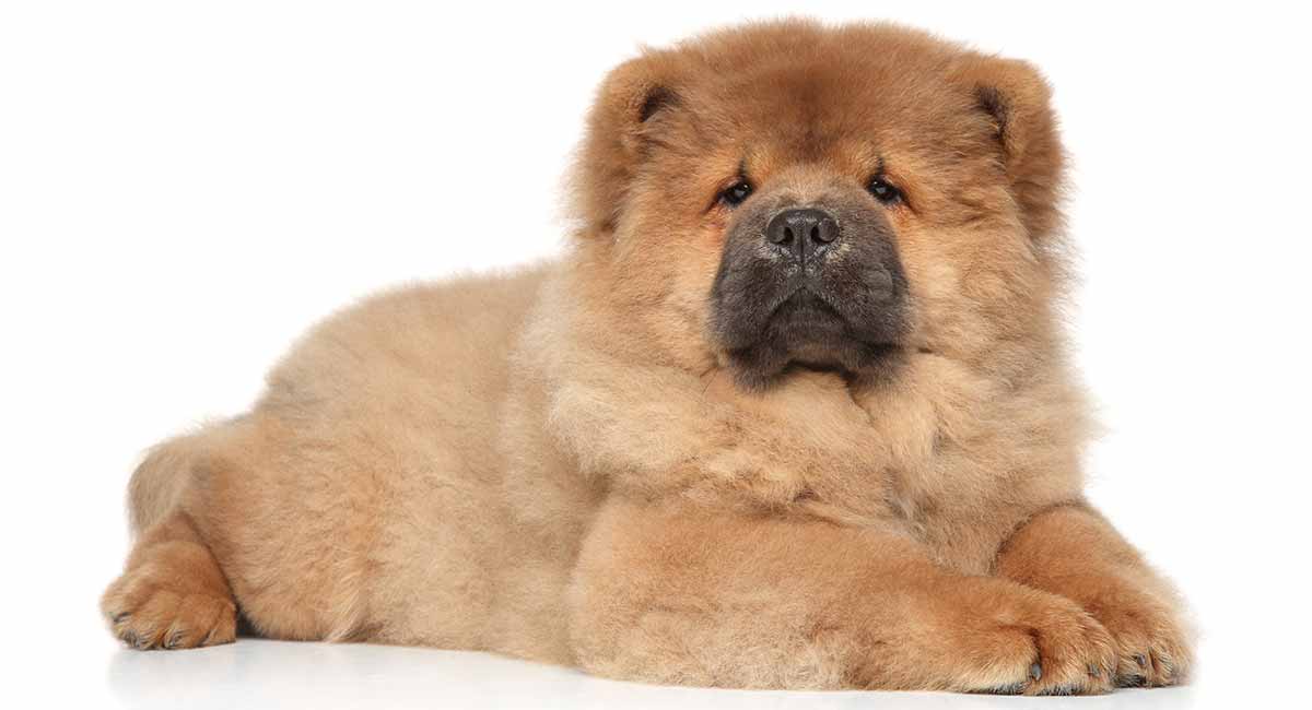 chow chow good family dog