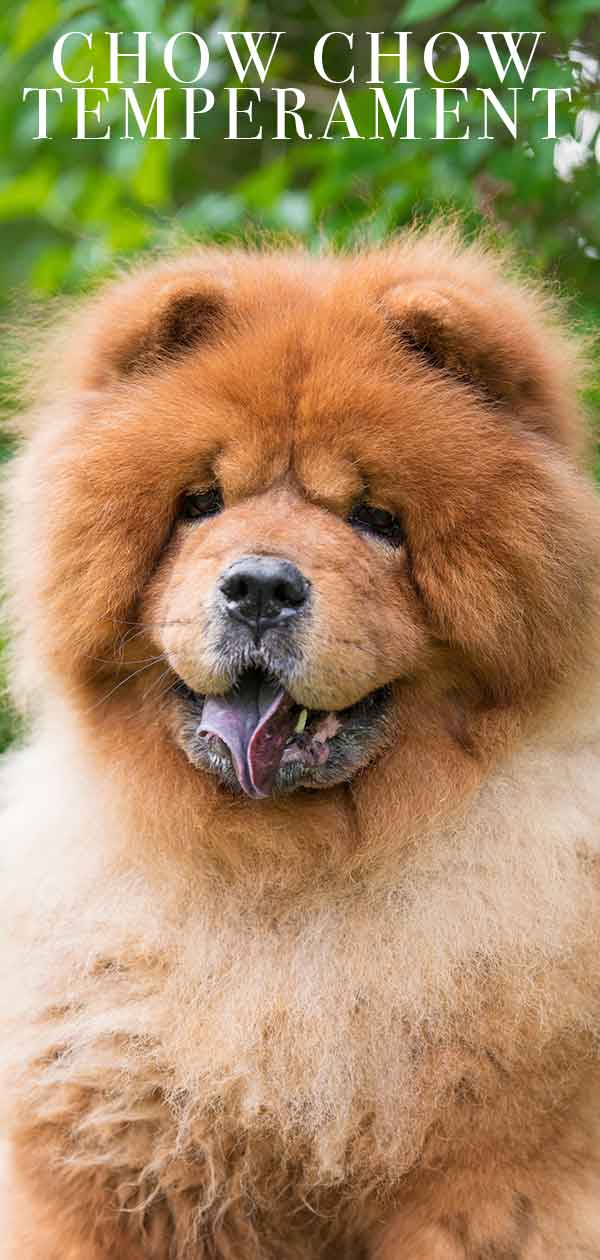 are chow chow aggressive