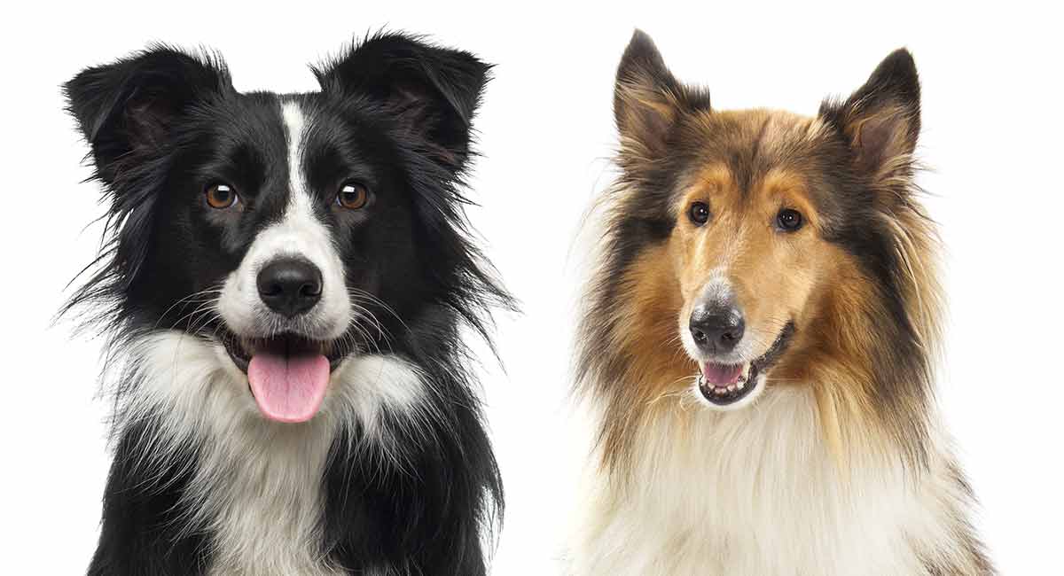 when do border collies get their full coat