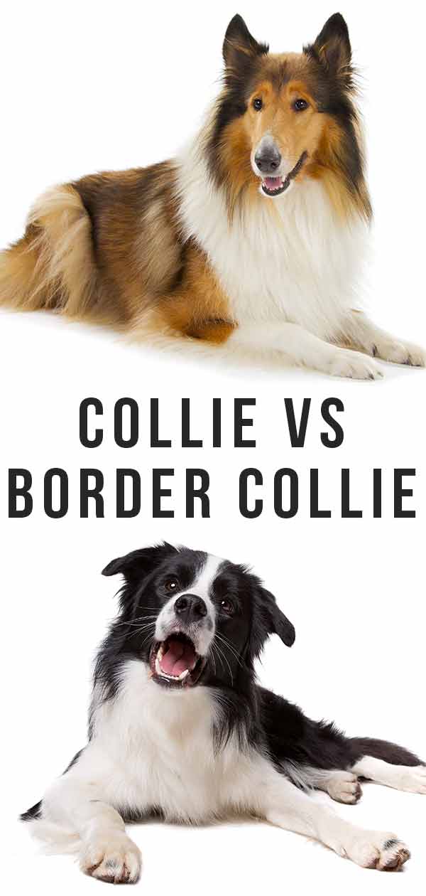 are smooth collies smart