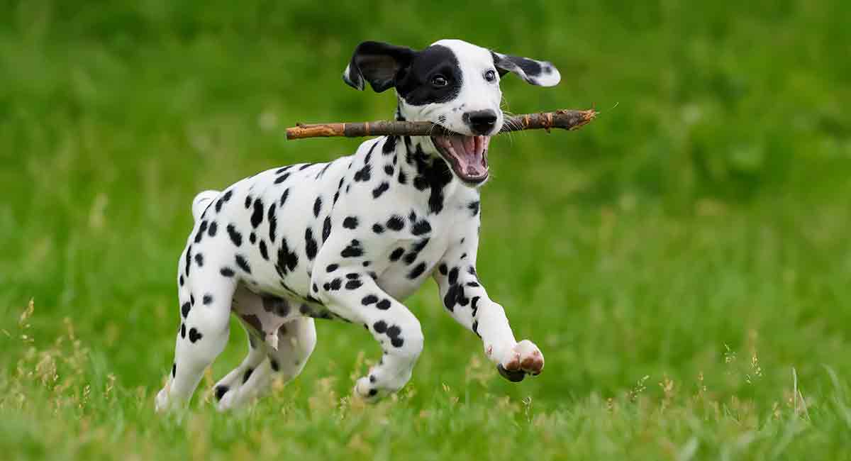 what dogs make dalmatians