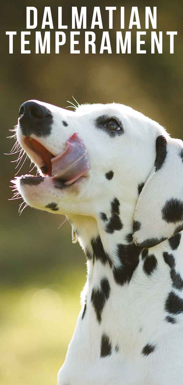 Dalmatian temperament