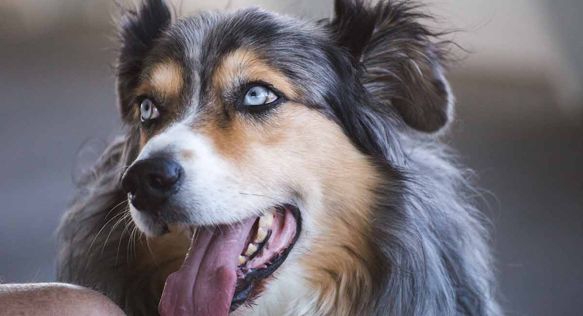 are australian shepherds double coated