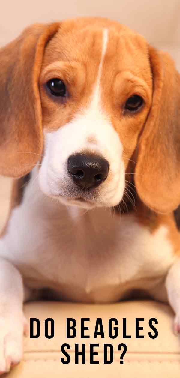 do beagles shed