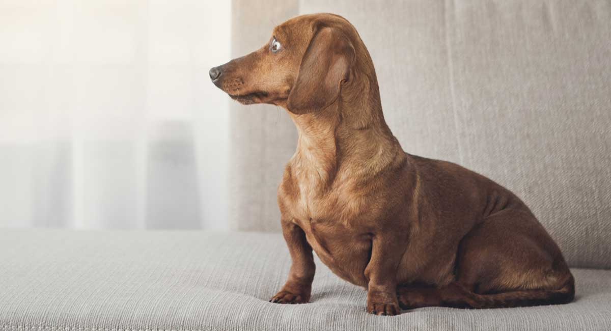 do smooth haired dachshunds shed