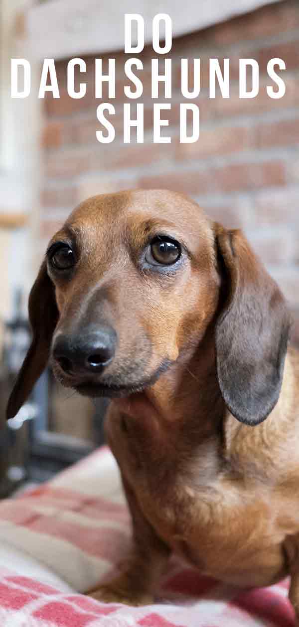 do smooth haired dachshunds shed