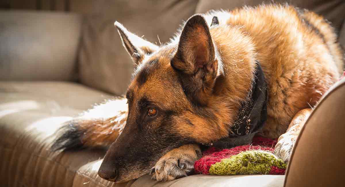 long haired german shepherd shedding