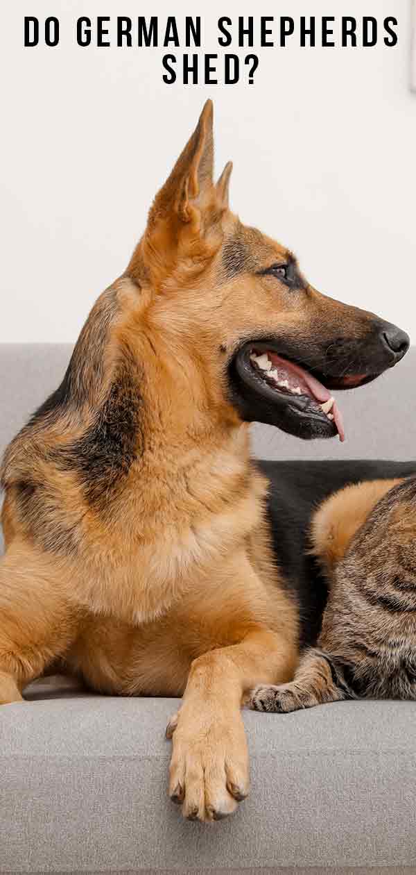 Do German Shepherds Shed? â€