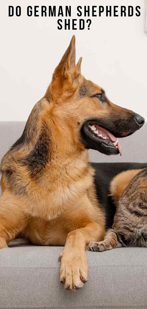 Do German Shepherds Shed More About Shedding In This Breed