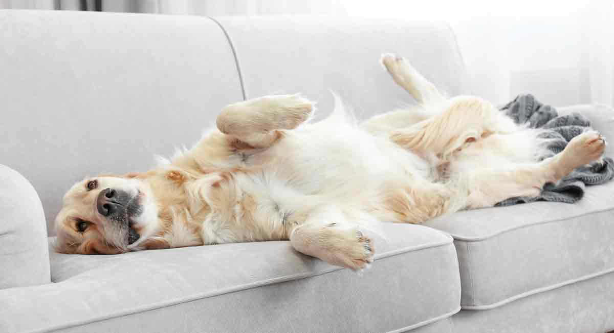 golden retriever puppy shedding