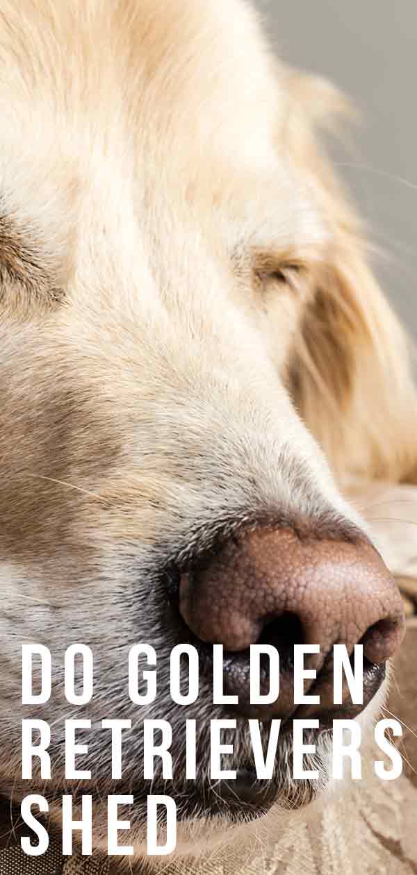 werpen Golden Retrievers?wetenschappelijke studies tonen aan dat er eigenlijk niet zoiets bestaat als een echt hypoallergeen hondenras omdat alle honden zichzelf likken, waardoor deze eiwitmoleculen achterblijven.