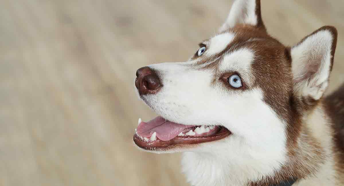 husky shedding