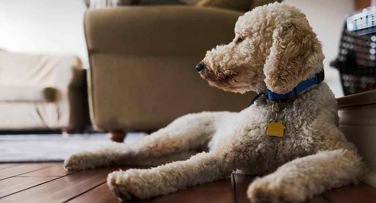 Dă Labradoodles Shed