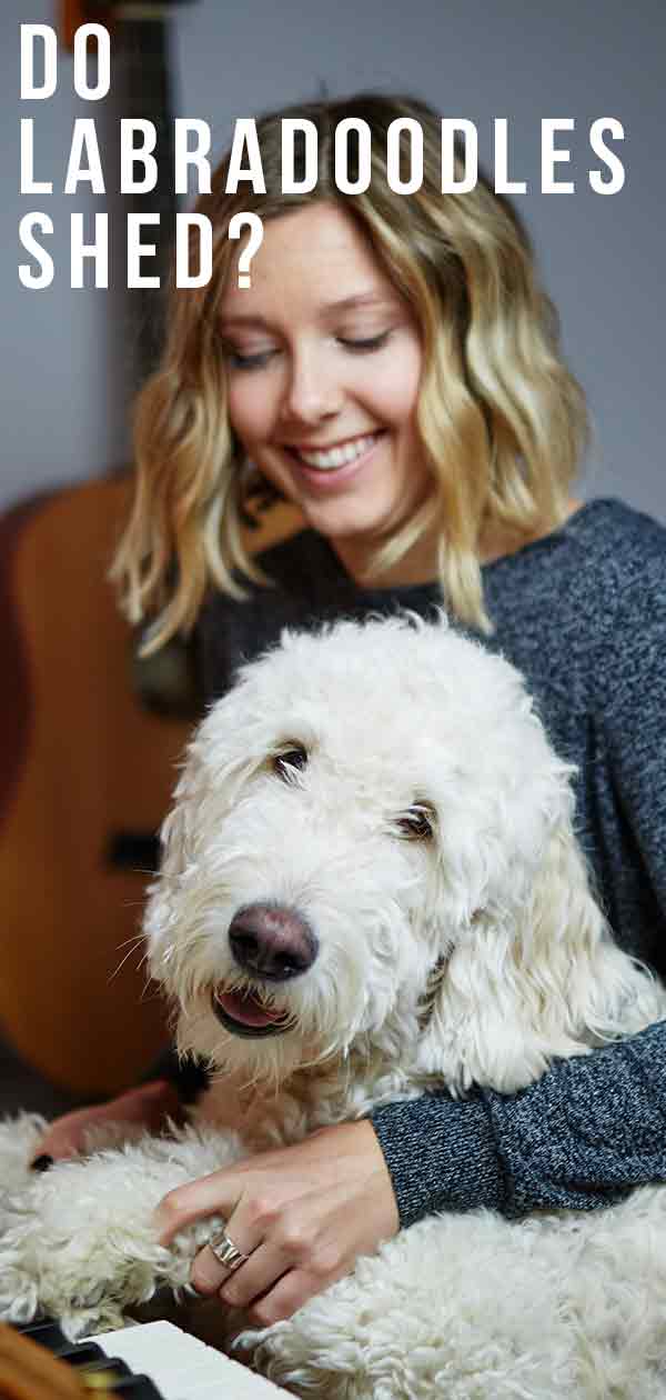 Har Labradoodles skidt