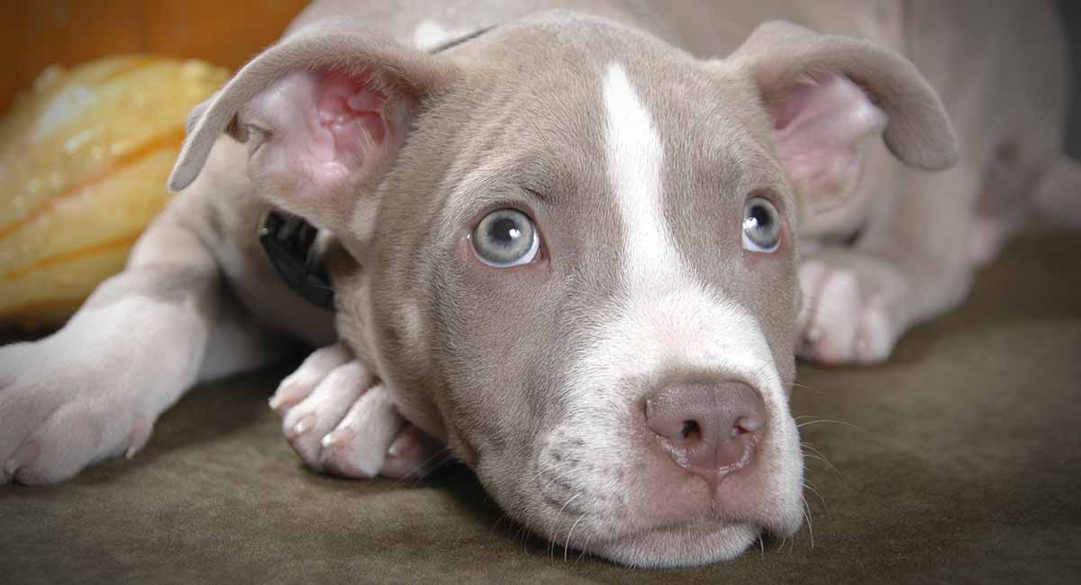 Do Pitbulls Shed Will Your New Pup Make A Mess