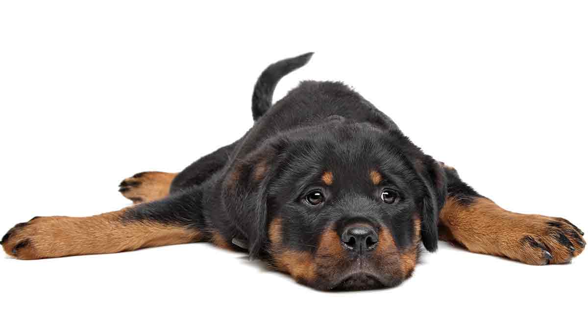 long coated rottweiler