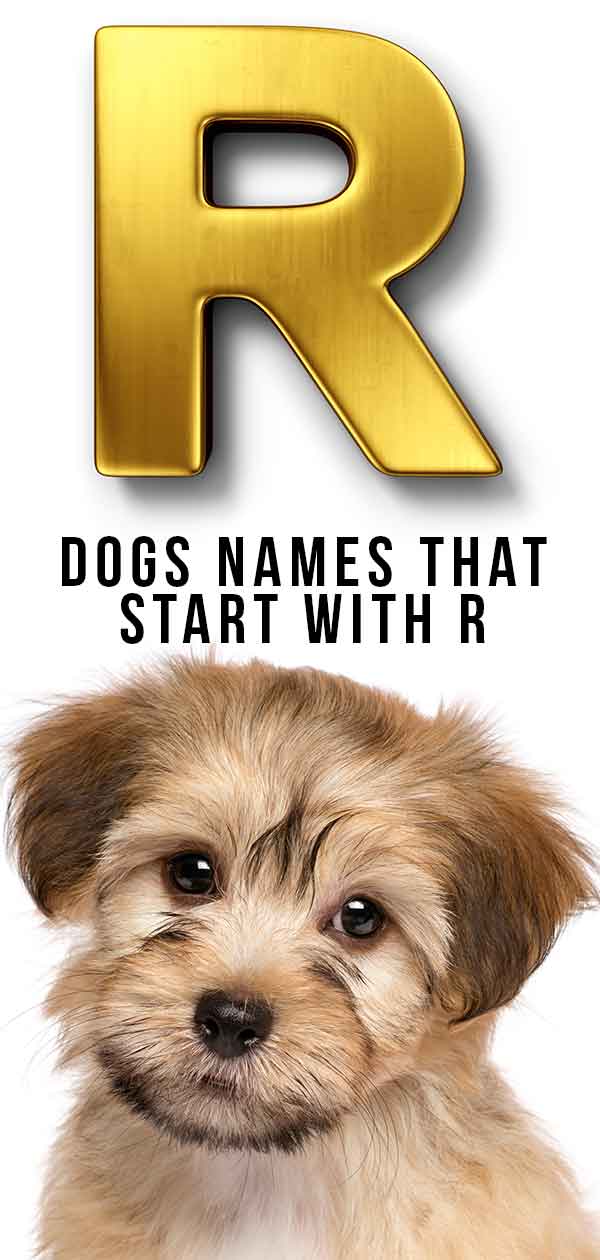 Dog names that start with R
